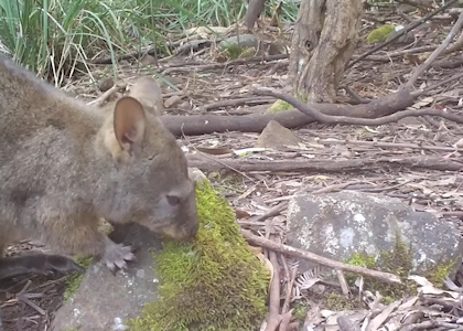 Pademelon eating moss